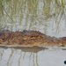 Mugger Crocodile - Photo (c) Parham Beyhaghi, some rights reserved (CC BY-NC), uploaded by Parham Beyhaghi