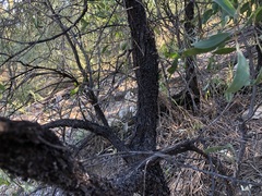 Acacia rhodoxylon
