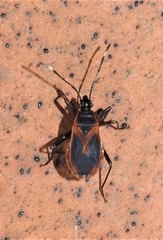 Dindymus circumcinctus