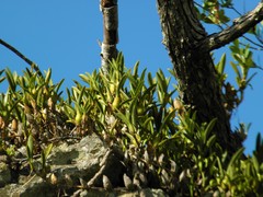 Maxillaria pendens