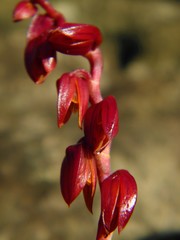 Acianthera teres