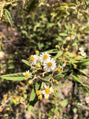 Olearia canescens