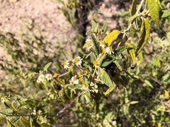 Olearia canescens