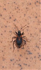 Dindymus circumcinctus