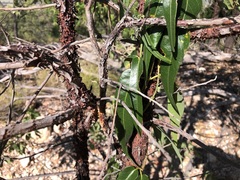 Parsonsia eucalyptophylla