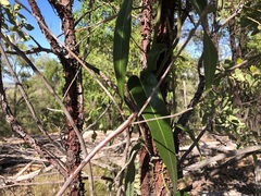 Parsonsia eucalyptophylla