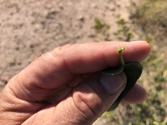 Parsonsia eucalyptophylla