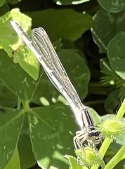 Enallagma durum