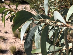Acacia longispicata