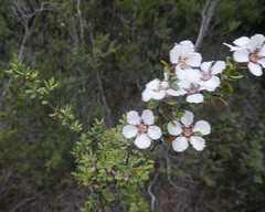Leptospermum grandiflorum