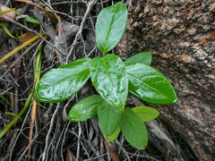 Pomaderris elliptica