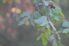 Nothofagus macrocarpa