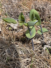 Baptisia perfoliata