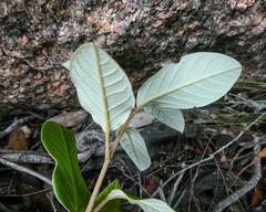 Pomaderris elliptica