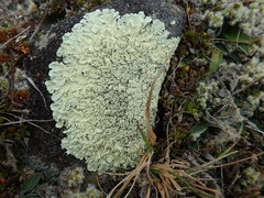 Flavoparmelia haysomii