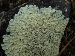 Flavoparmelia haysomii