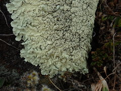 Flavoparmelia haysomii