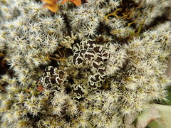Lecanora epibryon broccha