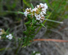 Leucopogon collinus