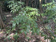 Libidibia monosperma