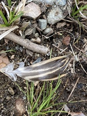 Anas platyrhynchos