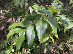 Libidibia monosperma