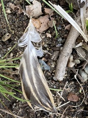 Anas platyrhynchos