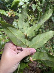 Libidibia monosperma