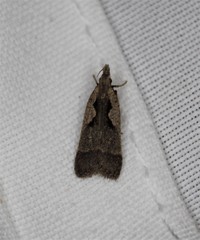 Dichomeris bilobella