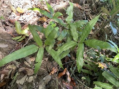 Meniscium reticulatum