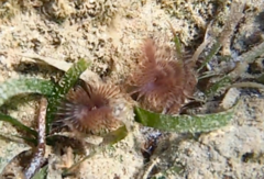 Bispira melanostigma