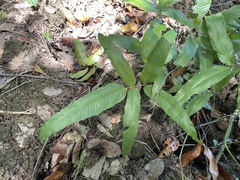 Meniscium reticulatum