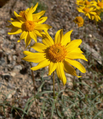 Heliomeris multiflora var. nevadensis