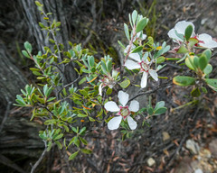 Leptospermum grandiflorum