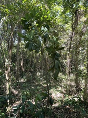 Manilkara bidentata surinamensis
