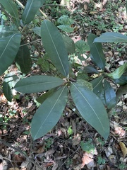 Manilkara bidentata surinamensis