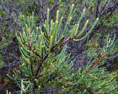 Hakea lissosperma
