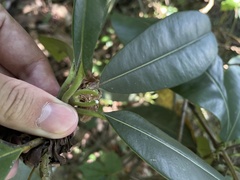 Manilkara bidentata surinamensis