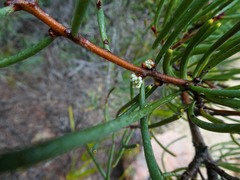 Hakea lissosperma
