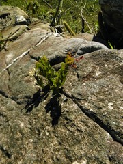 Aristolochia smilacina