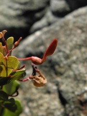 Aristolochia smilacina