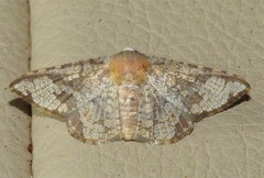Canaea hyalospila