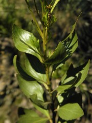 Symphyopappus