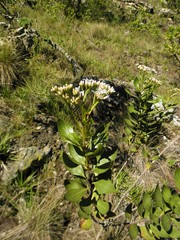 Symphyopappus