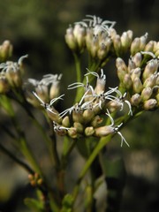 Symphyopappus