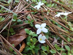 Houstonia procumbens