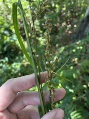 Scleria eggersiana