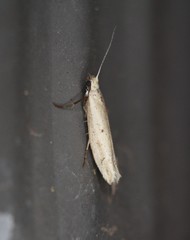Ypsolopha unicipunctella