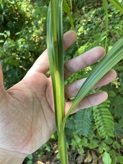Scleria eggersiana