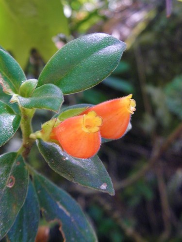 Nematanthus strigillosus